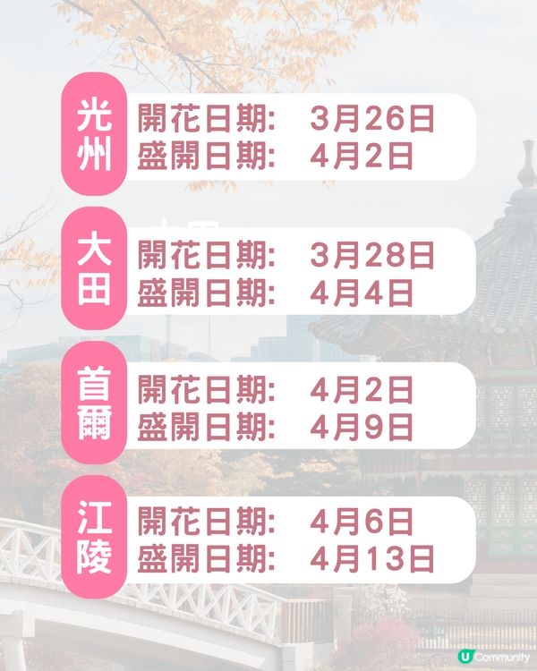 2025韓國櫻花預測出爐🔥附首爾5大人氣賞櫻地🌸汝矣島櫻花節/石村湖/首爾林