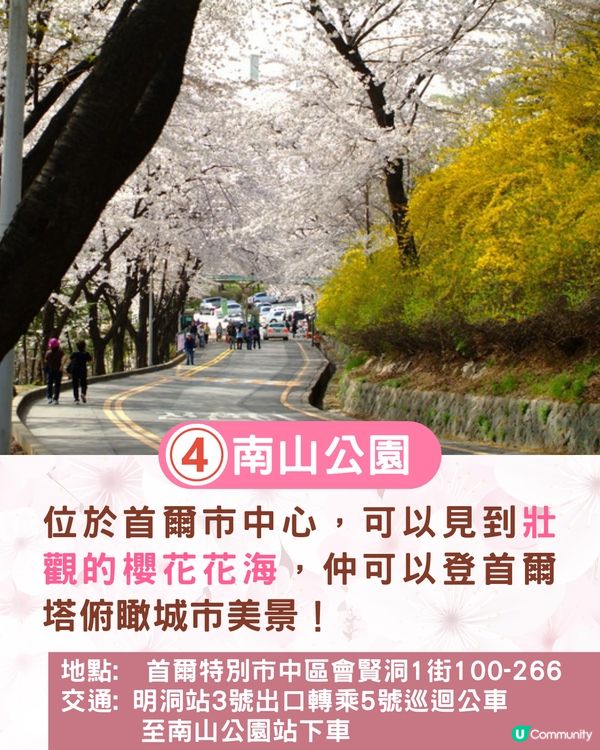 2025韓國櫻花預測出爐🔥附首爾5大人氣賞櫻地🌸汝矣島櫻花節/石村湖/首爾林