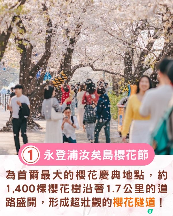 2025韓國櫻花預測出爐🔥附首爾5大人氣賞櫻地🌸汝矣島櫻花節/石村湖/首爾林