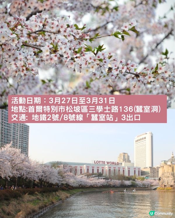 2025韓國櫻花預測出爐🔥附首爾5大人氣賞櫻地🌸汝矣島櫻花節/石村湖/首爾林