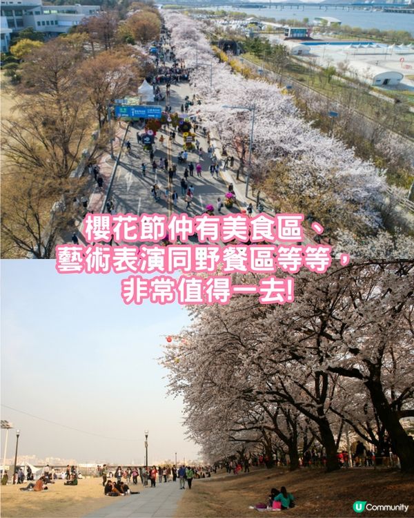 2025韓國櫻花預測出爐🔥附首爾5大人氣賞櫻地🌸汝矣島櫻花節/石村湖/首爾林