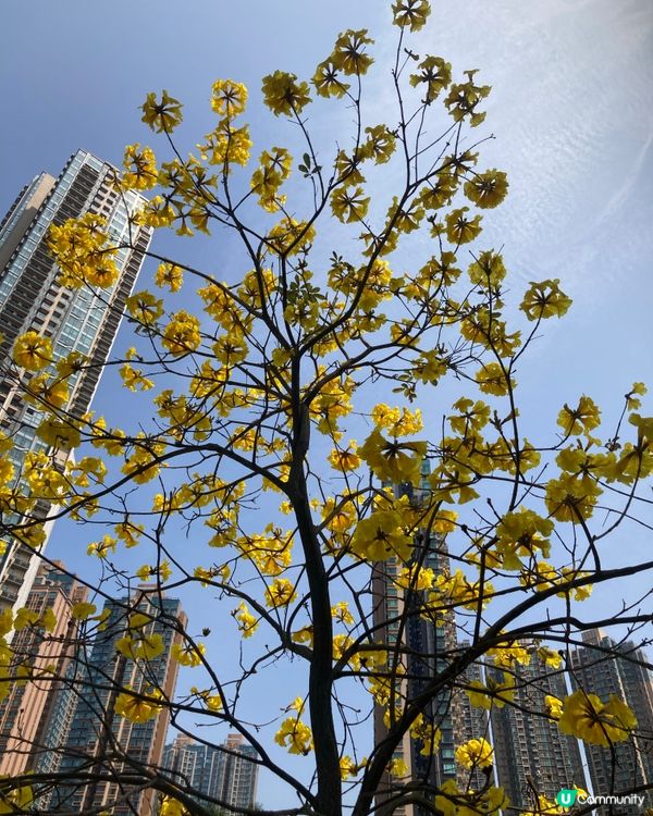 ## 元朗黃鈴木🌸  花開滿枝頭