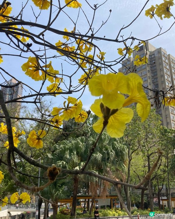 ## 元朗黃鈴木🌸  花開滿枝頭