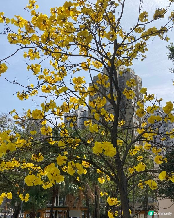 ## 元朗黃鈴木🌸  花開滿枝頭