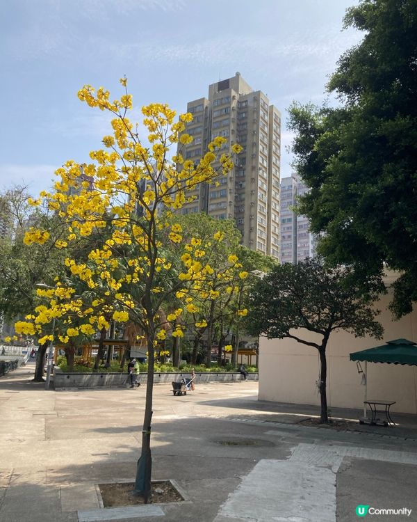 ## 元朗黃鈴木🌸  花開滿枝頭