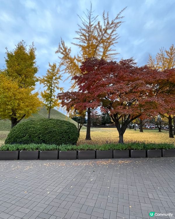 釜山慶州-大陵苑及皇理團路