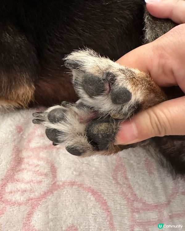 旺角寵物城～🐶食+修護噴霧