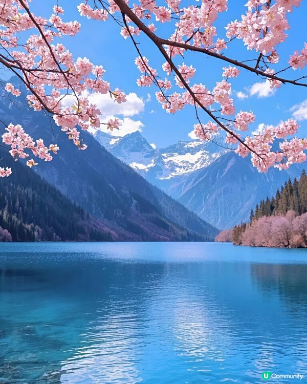 九寨溝桃花盛放🌸  人間仙境！