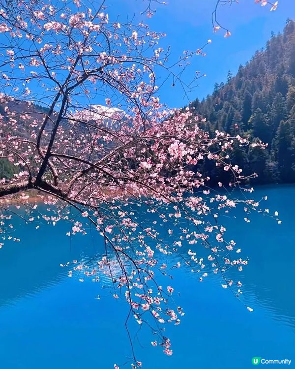 九寨溝桃花盛放🌸  人間仙境！