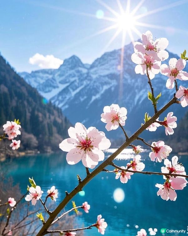 九寨溝桃花盛放🌸  人間仙境！