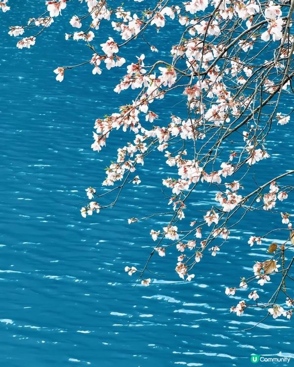 九寨溝桃花盛放🌸  人間仙境！