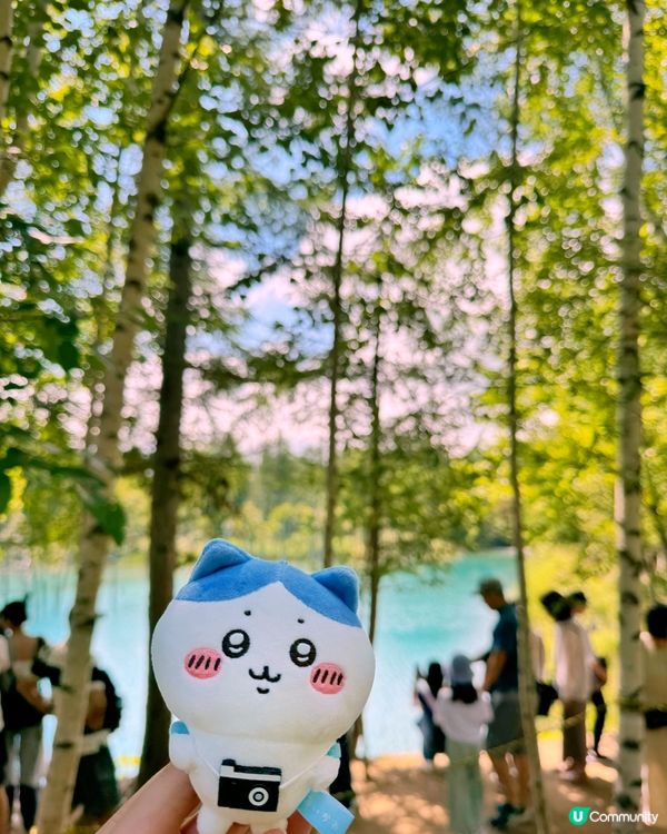 北海道美瑛地區必到景點 青池