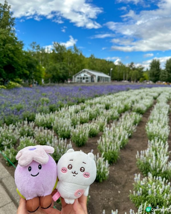 北海道富良野 富田農場睇薰衣草花田