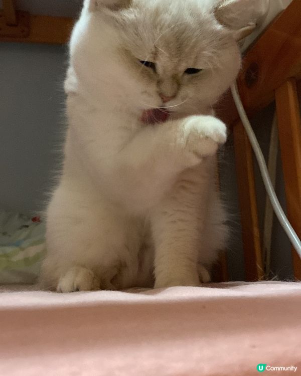 我家寶貝🐈超級可愛😍