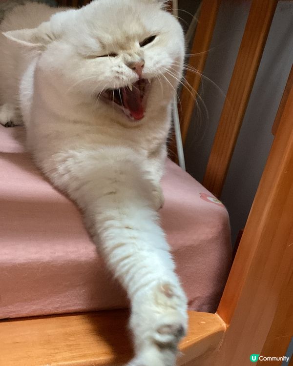 我家寶貝🐈超級可愛😍