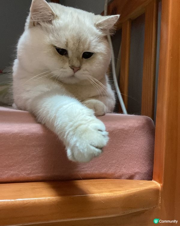 我家寶貝🐈超級可愛😍