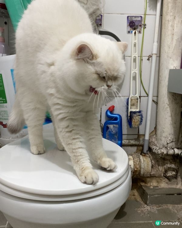 我家寶貝🐈超級可愛😍