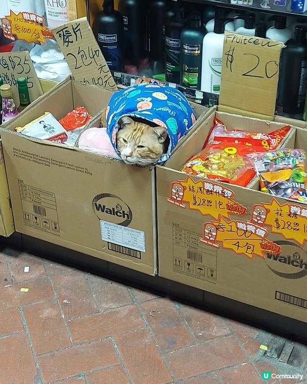 看舖的Sales🐱 ##我想食buffet