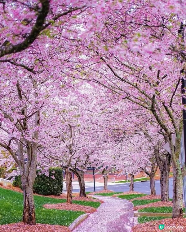 🌸韻關新豐櫻花峪