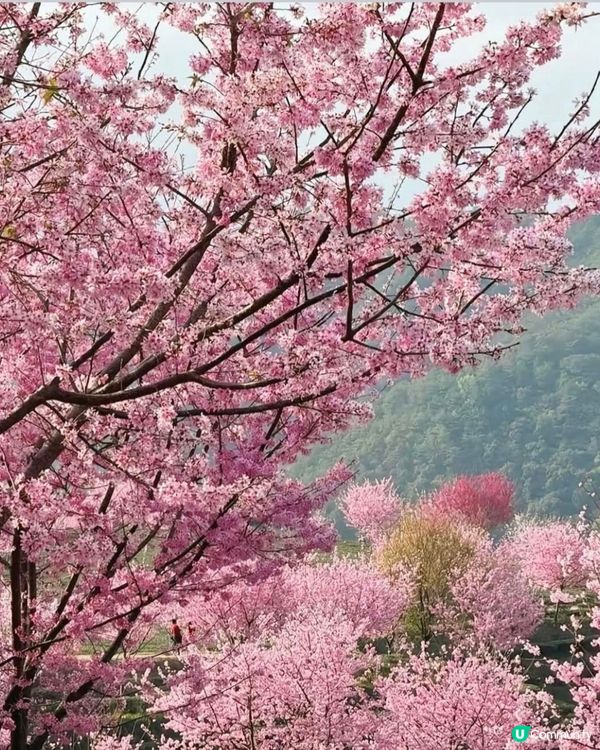 🌸韻關新豐櫻花峪