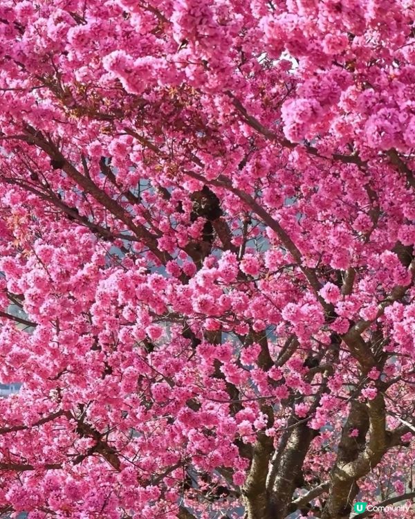🌸韻關新豐櫻花峪