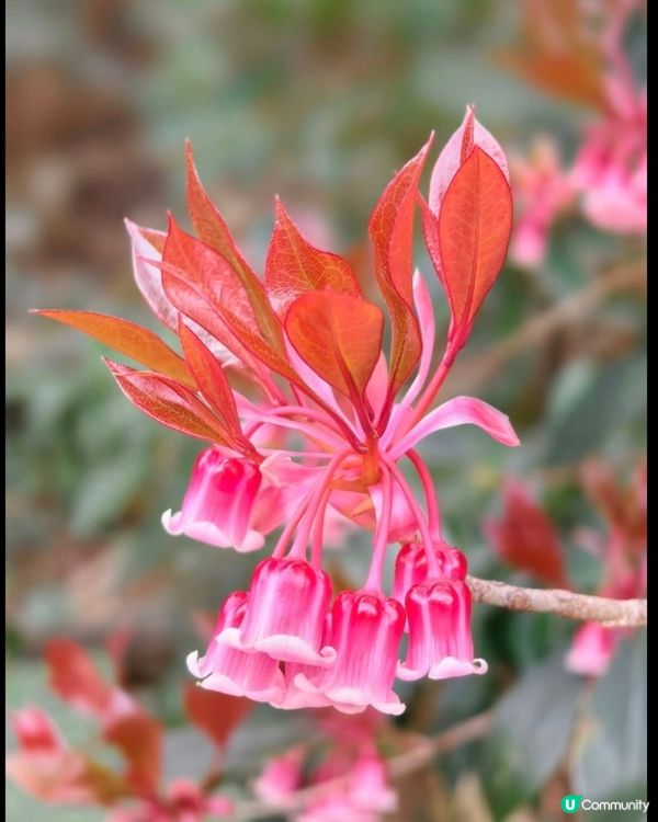 山頂花園吊鍾花🌺