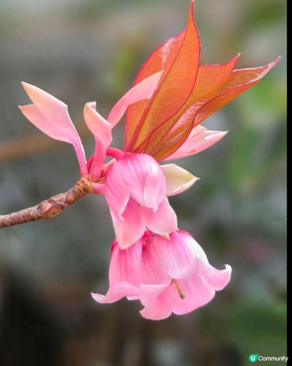 山頂花園吊鍾花🌺