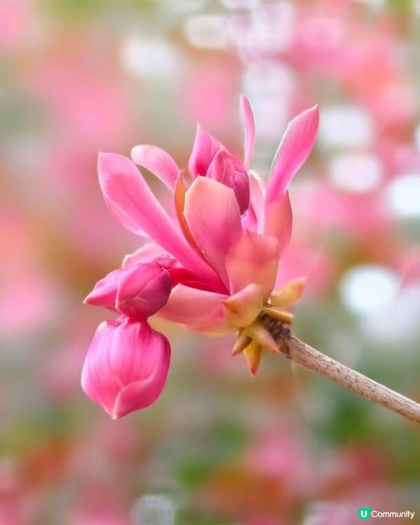 山頂花園吊鍾花🌺