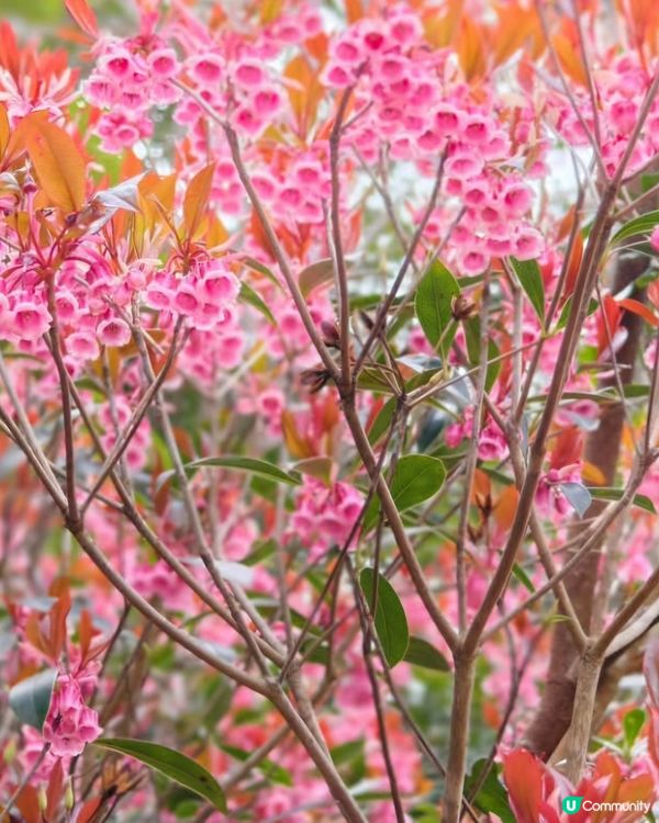 山頂花園吊鍾花🌺