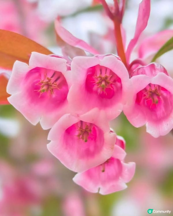 山頂花園吊鍾花🌺