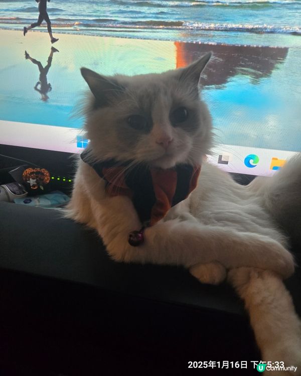 其實我係一隻羊