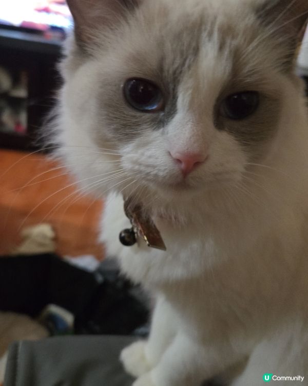 其實我係一隻羊