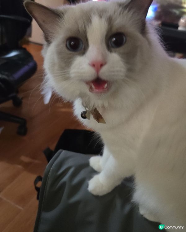 其實我係一隻羊