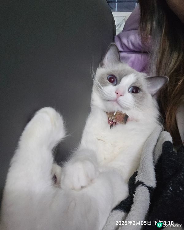 其實我係一隻羊