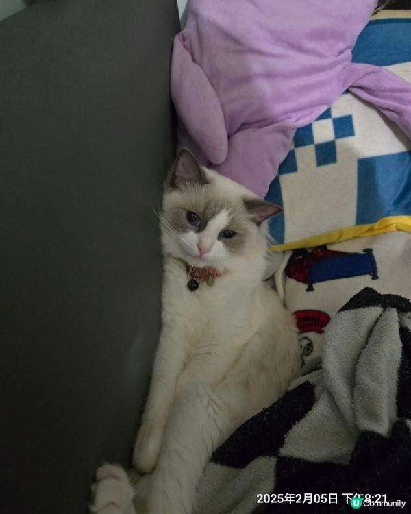 其實我係一隻羊