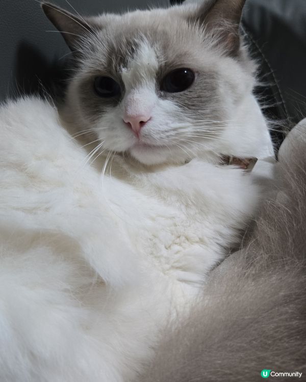 其實我係一隻羊