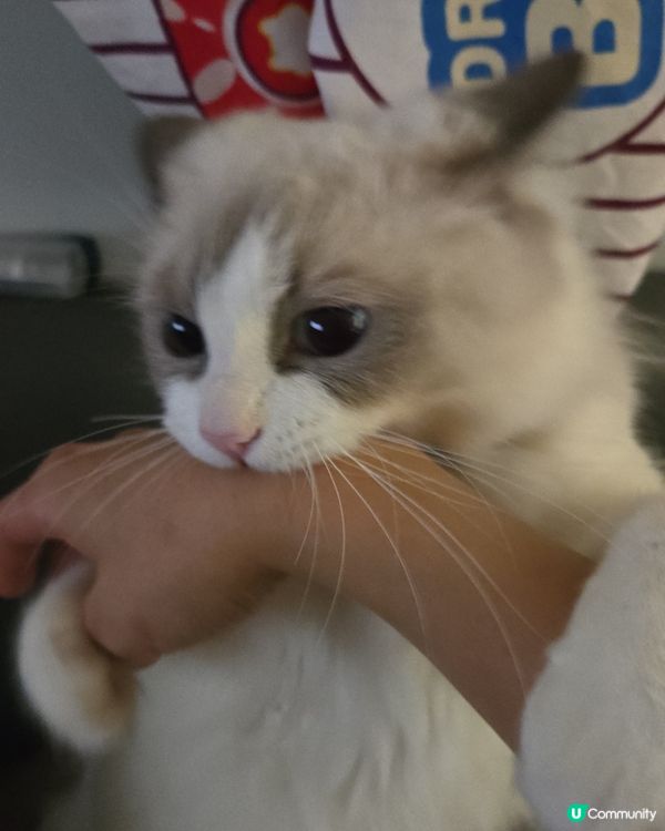 其實我係一隻羊