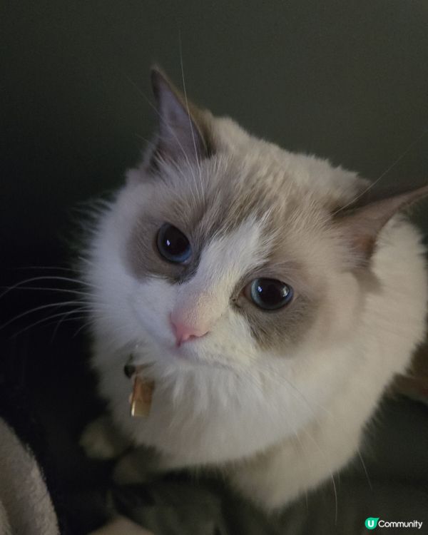 其實我係一隻羊