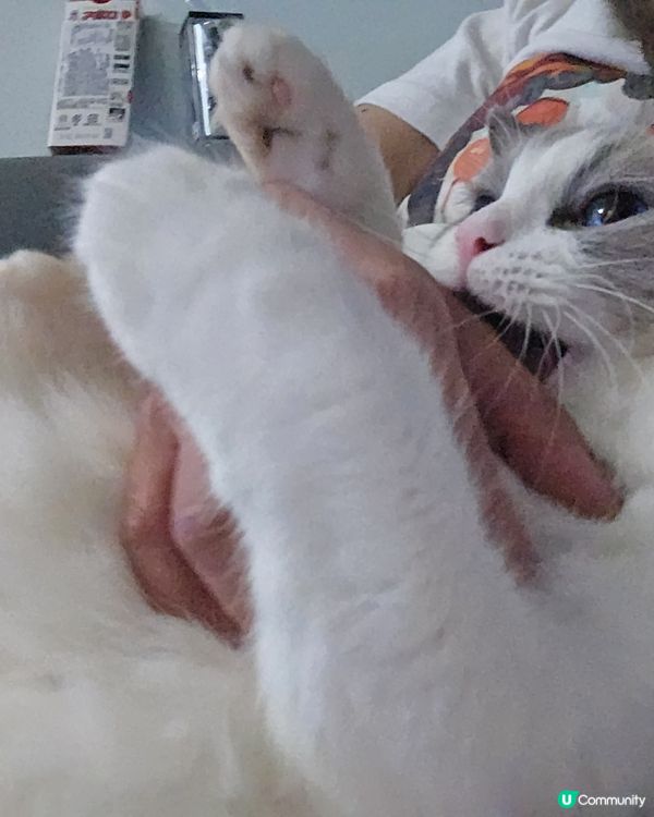 其實我係一隻羊