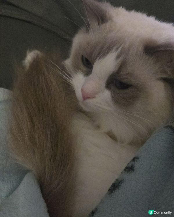 其實我係一隻羊