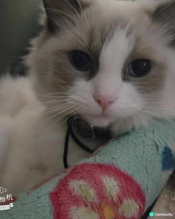 其實我係一隻羊