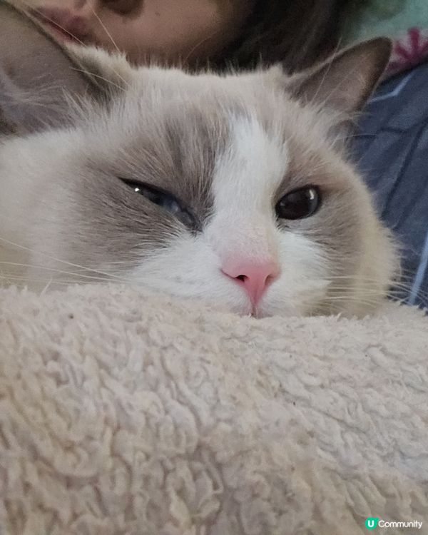 其實我係一隻羊