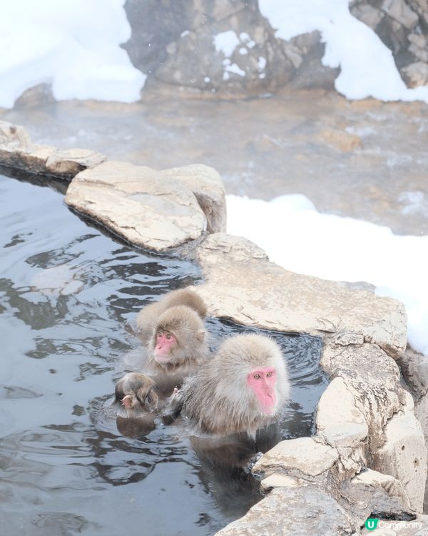 地獄谷野猿公園。這地方真是個超特別的景點，因為你能夠看到那些...