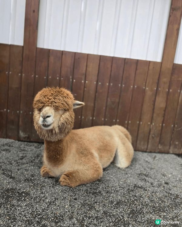 上年年尾去了台灣宜蘭礁溪，其中去了一個農莊是叫張美阿嬤農場，...