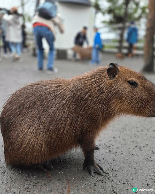 上年年尾去了台灣宜蘭礁溪，其中去了一個農莊是叫張美阿嬤農場，...