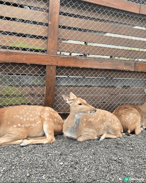 上年年尾去了台灣宜蘭礁溪，其中去了一個農莊是叫張美阿嬤農場，...