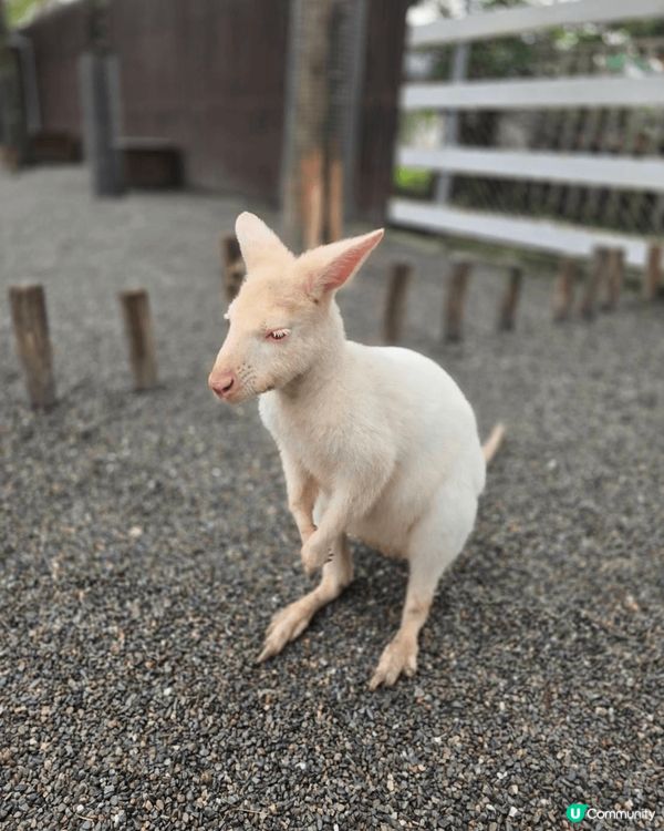 上年年尾去了台灣宜蘭礁溪，其中去了一個農莊是叫張美阿嬤農場，...