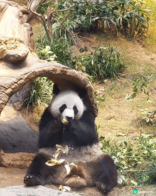 海洋公園的大熊貓家族首次以卡通造型亮相，公園的正門已變成竹子...
