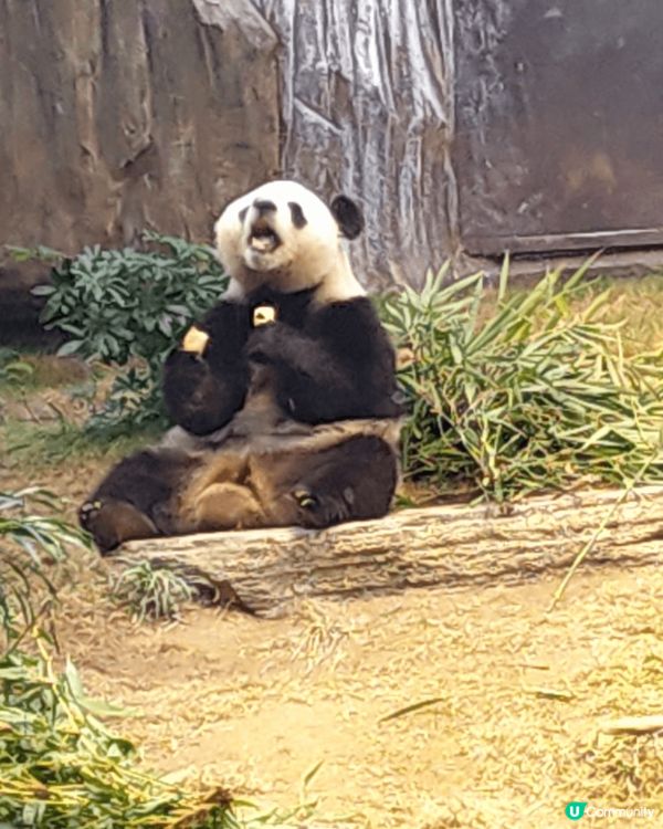 海洋公園的大熊貓家族首次以卡通造型亮相，公園的正門已變成竹子...
