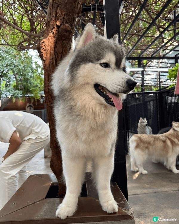 2025年1月中首次與家人一起到曼谷旅行。好好玩，好多首次，...